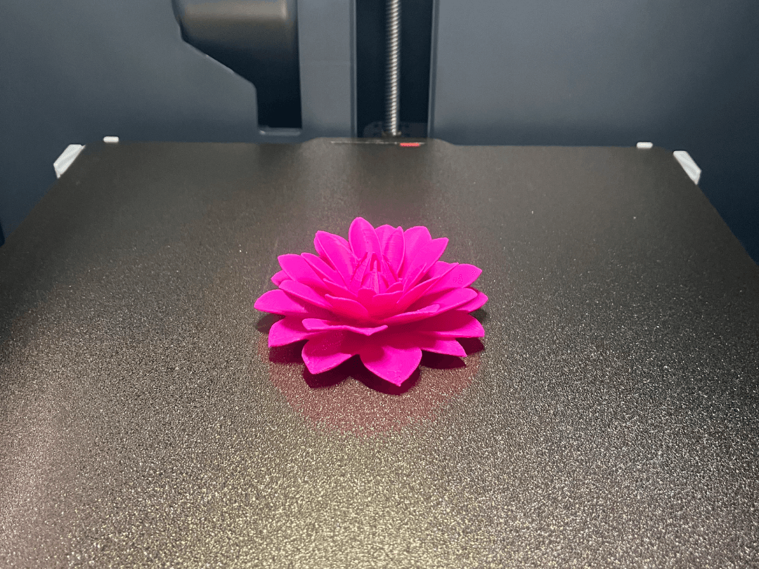 Dahlia