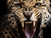 Bookmark African Wildlife - Flerce Leopard Face