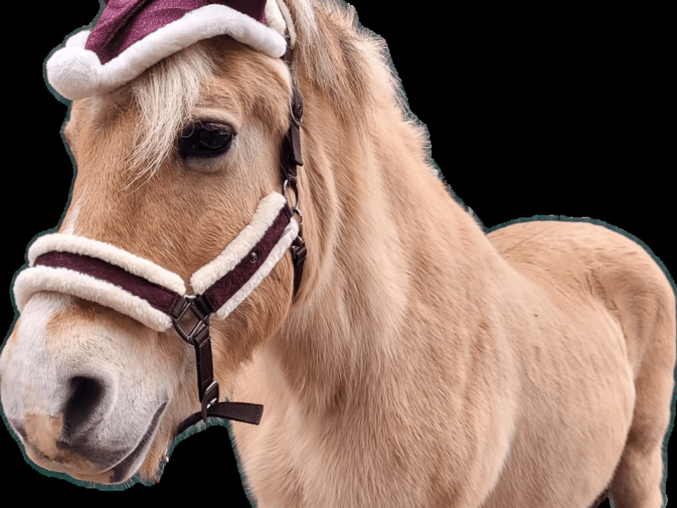 Realistisches Pony-Modell „Molli“  (Norweger)