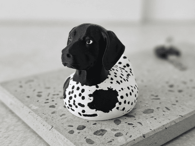 German Shorthaired Pointer, GSP Cruise Jeep Duck