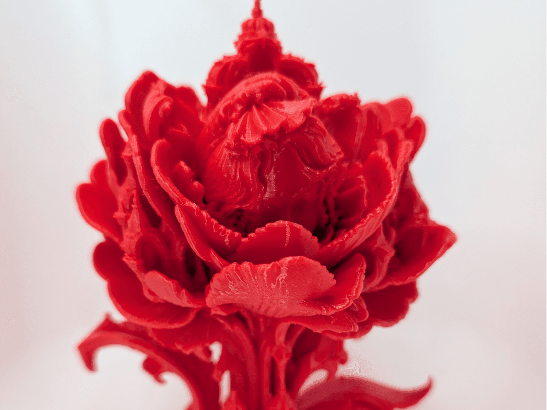 The Blushing Peony
