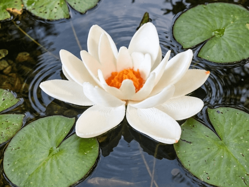 Floating Water Lily – Pond Flower Decoration