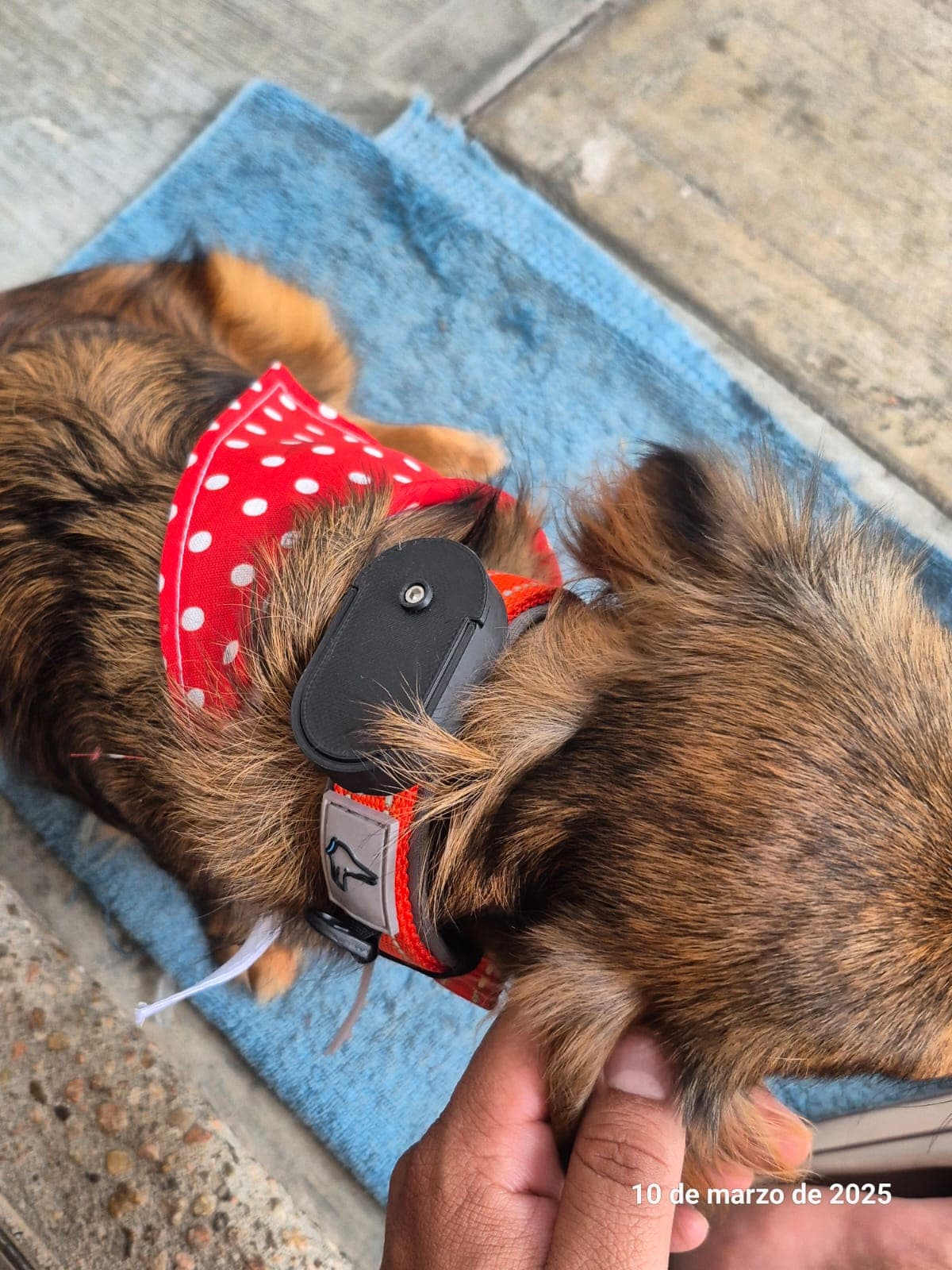 Soporte de Smarttag 2 para collar de perro