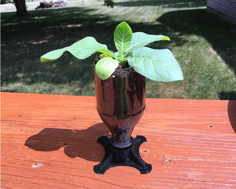 Soda Bottle Planter / Starter