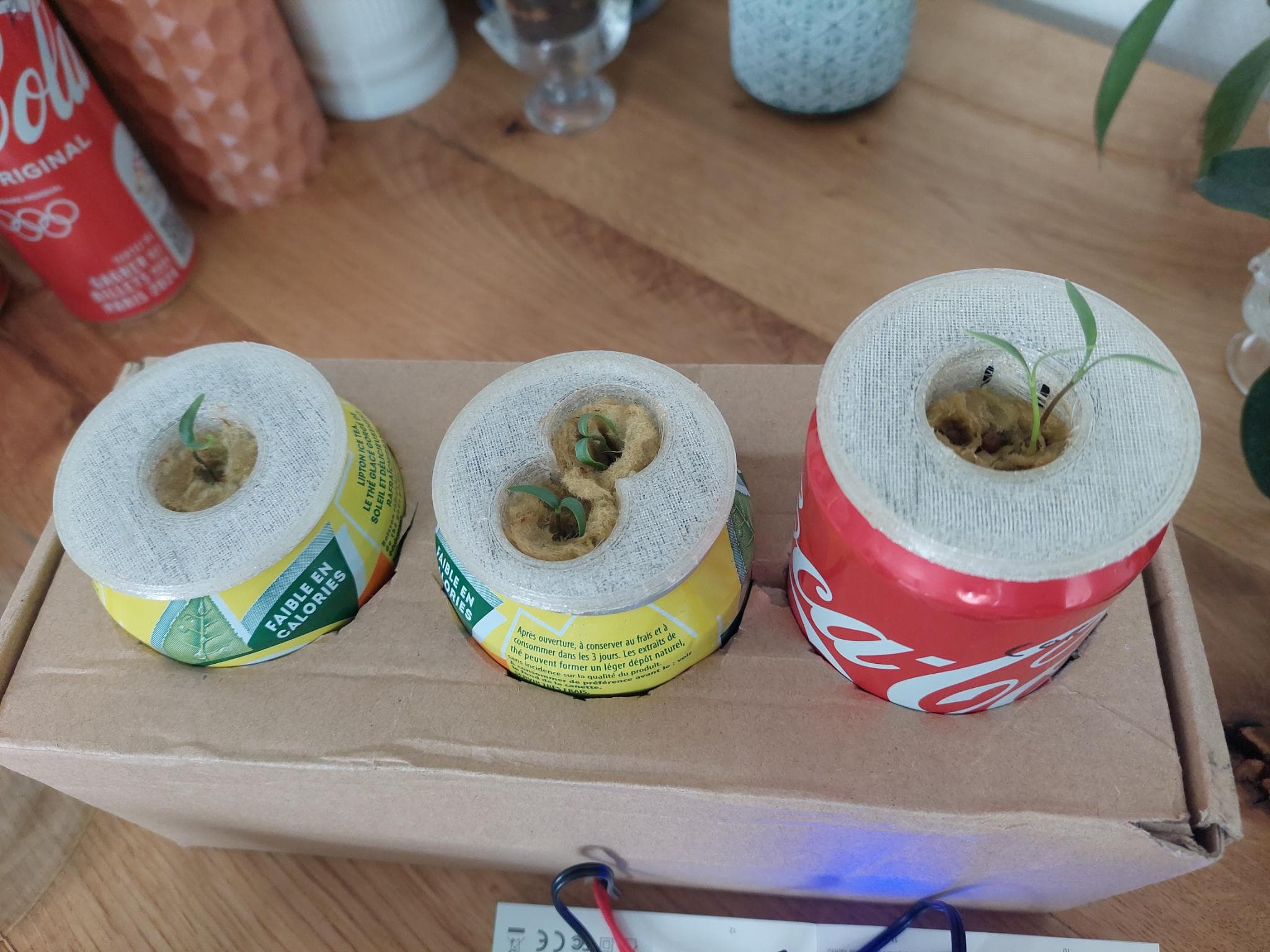 Hydroponic baskets for rockwool in 33 Cl soda can #kratky