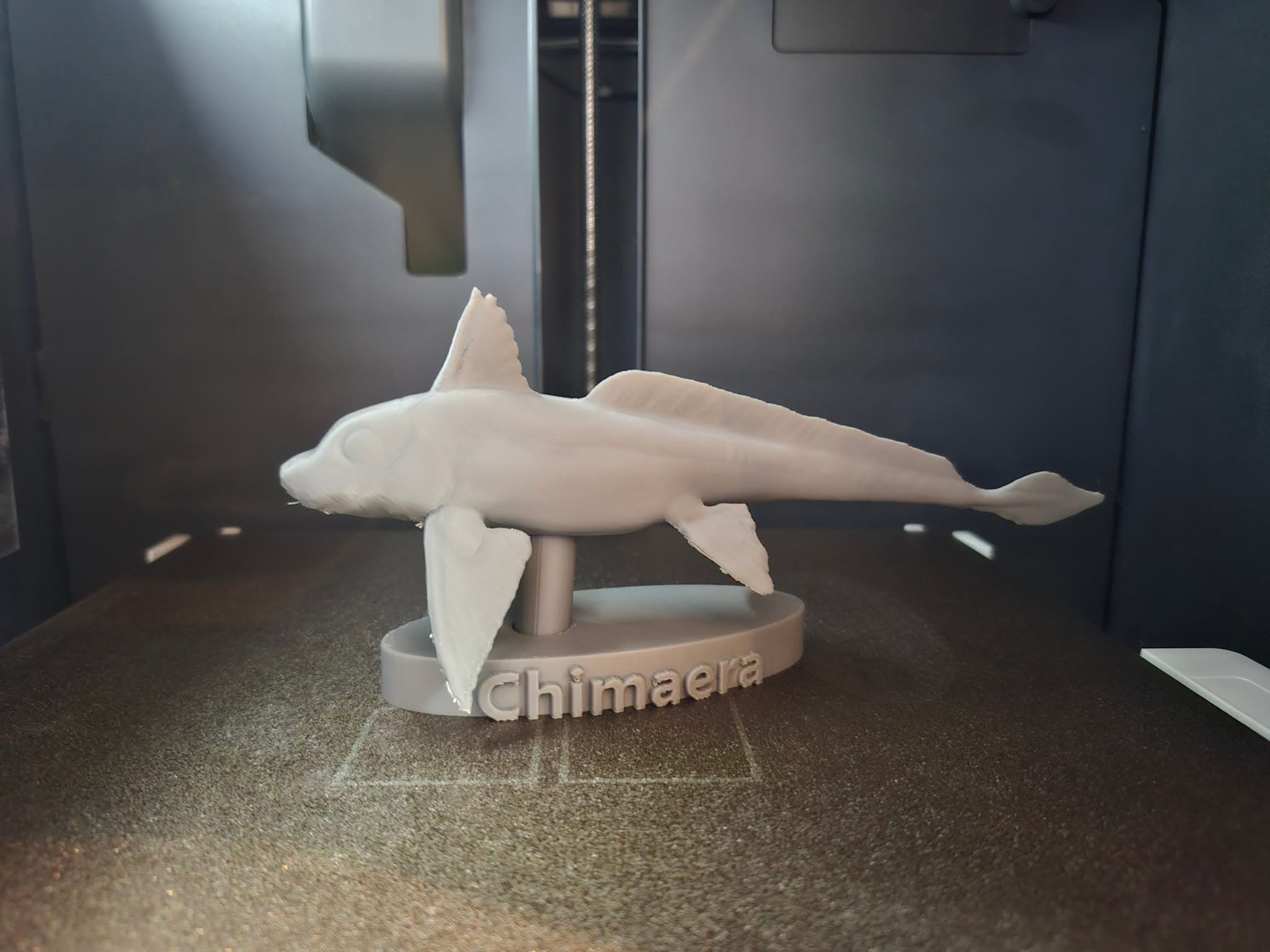 Chimaera - Deep Sea Ghost Shark